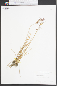 Cyperus rotundus image