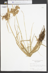 Cyperus virens image