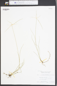 Rhynchospora colorata image