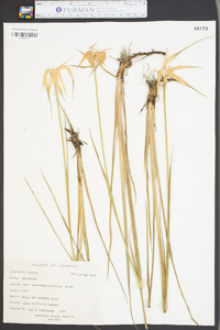 Dichromena latifolia image