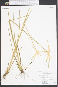 Dichromena latifolia image