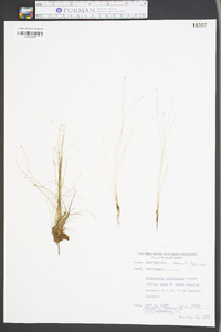 Eleocharis microcarpa image