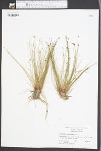 Eleocharis microcarpa image