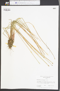 Eleocharis tricostata image