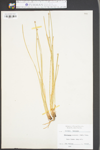 Eleocharis acuminata image