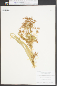 Rhynchospora corniculata image