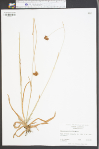Rhynchospora filifolia image