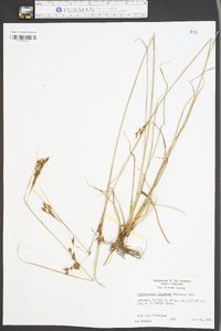 Rhynchospora inexpansa image