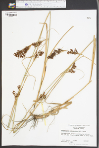 Rhynchospora schoenoides image