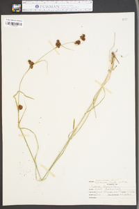 Rhynchospora smallii image