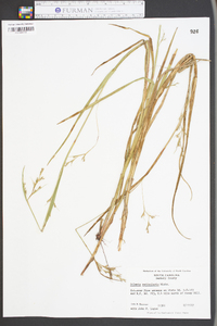 Scleria reticularis image