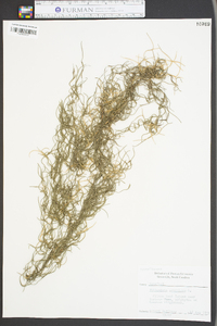 Tillandsia usneoides image