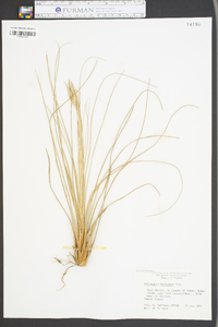 Tillandsia bartramii image