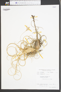 Tillandsia flexuosa image