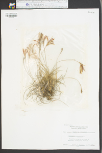 Tillandsia recurvata image