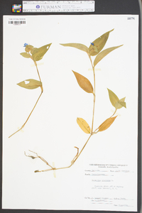 Commelina virginica image