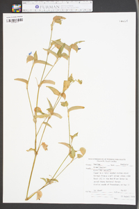 Commelina communis image