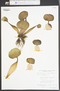 Eichhornia crassipes image