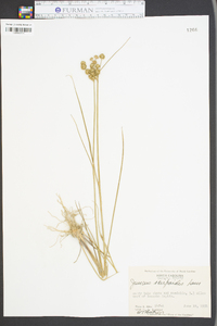 Juncus scirpoides image