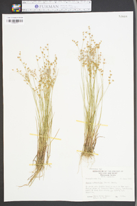 Juncus subcaudatus image