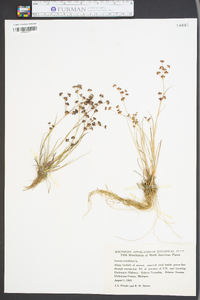 Juncus articulatus image