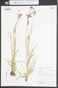 Luzula multiflora image