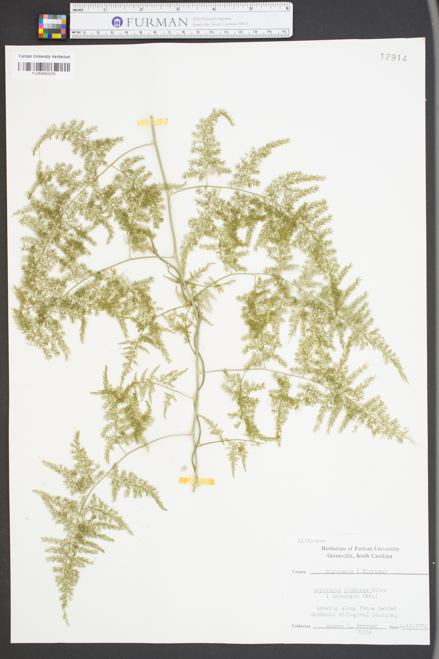 Asparagus plumosus image
