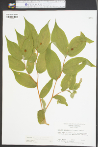 Disporum lanuginosum image