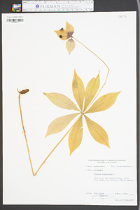 Medeola virginiana image