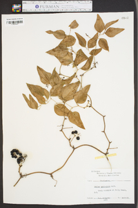 Smilax auriculata image