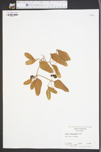 Smilax auriculata image