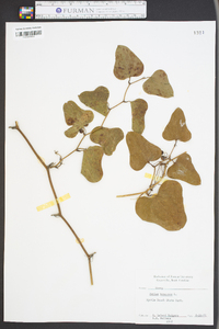 Smilax bona-nox image