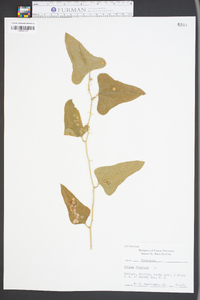 Smilax bona-nox image