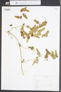 Smilax bona-nox image