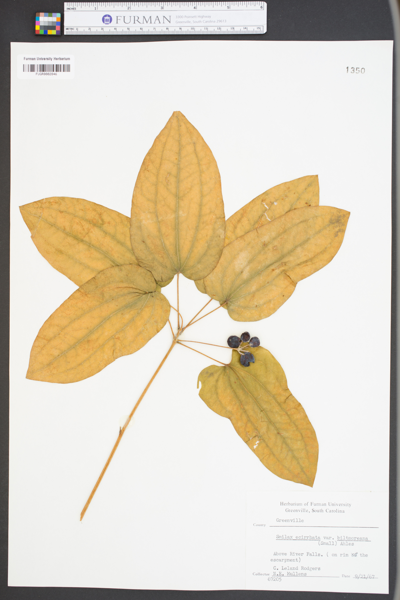 Smilax ecirrhata var. biltmoreana image
