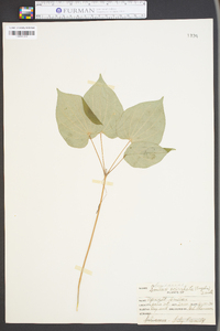 Smilax ecirrhata image