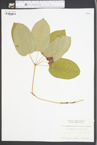 Smilax ecirrhata image