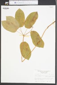 Smilax ecirrhata image