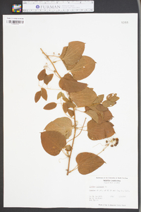 Smilax herbacea image