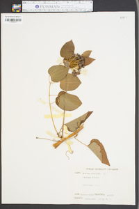 Smilax herbacea image