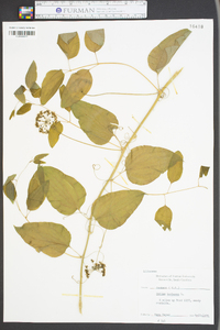 Smilax herbacea image