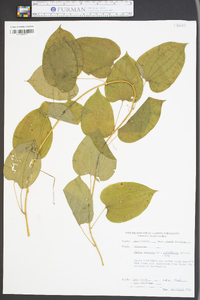 Smilax herbacea image