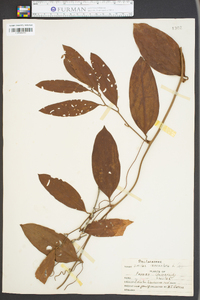 Smilax lanceolata image