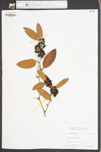 Smilax laurifolia image