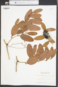 Smilax laurifolia image