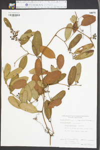 Smilax laurifolia image