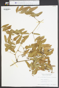 Smilax laurifolia image