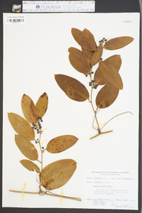 Smilax laurifolia image