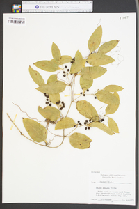 Smilax smallii image