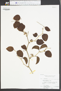 Smilax walteri image